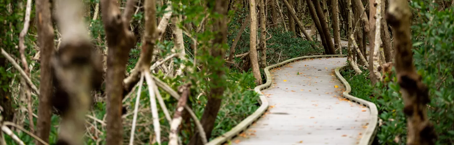 A boardwalk cuts through a mangrove forest 